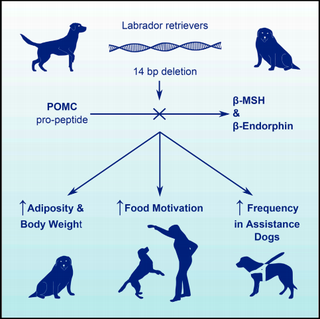 Image: E. Raffan et al., 2016/Cell Metabolism